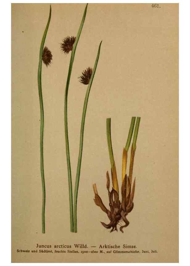 Reproducción/Reproduction 10424458124: Atlas der Alpenflora /. Wien :Eigenthum und Verlag des Deutschen und Oesterr. Alpenvereins,1882.