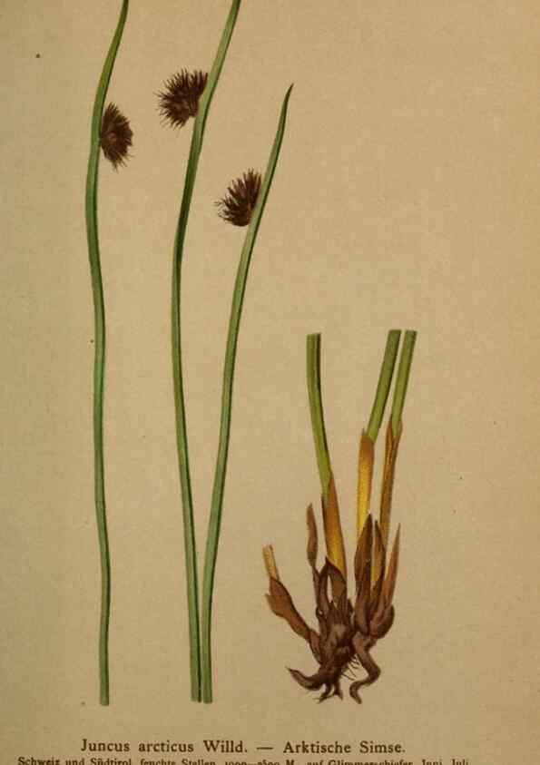 Reproducción/Reproduction 10424458124: Atlas der Alpenflora /. Wien :Eigenthum und Verlag des Deutschen und Oesterr. Alpenvereins,1882.
