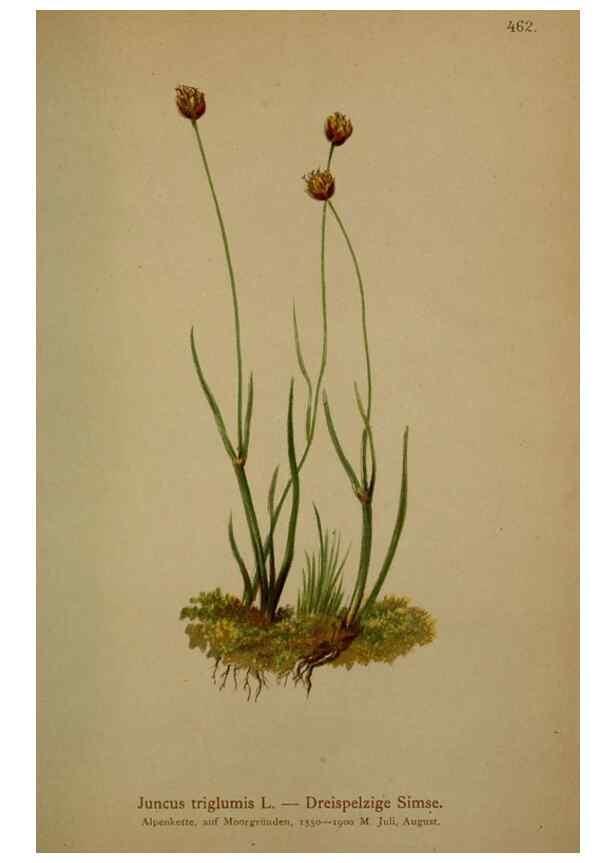 Reproducción/Reproduction 10424481866: Atlas der Alpenflora /. Wien :Eigenthum und Verlag des Deutschen und Oesterr. Alpenvereins,1882.