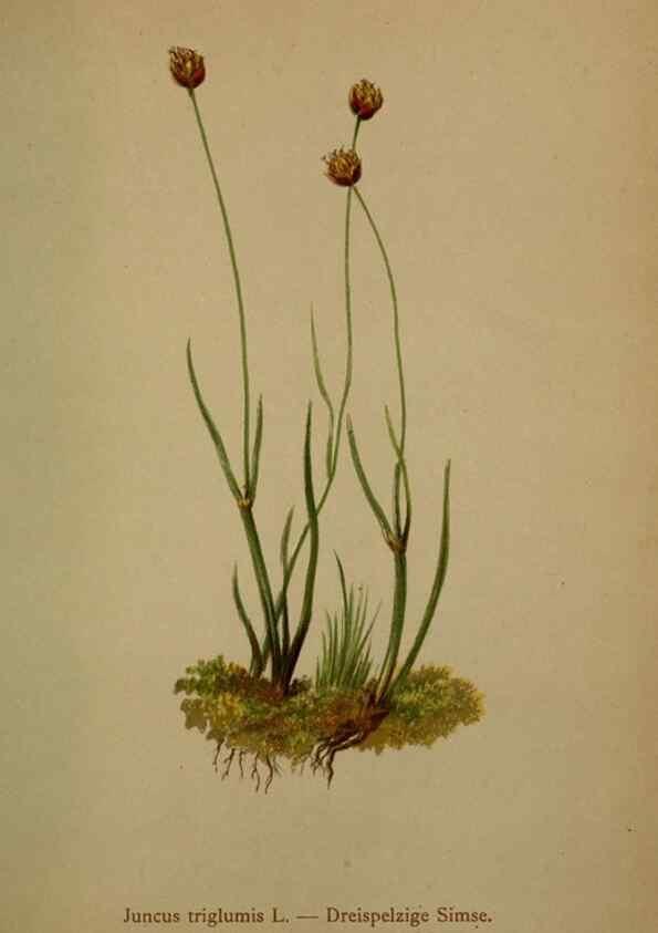 Reproducción/Reproduction 10424481866: Atlas der Alpenflora /. Wien :Eigenthum und Verlag des Deutschen und Oesterr. Alpenvereins,1882.