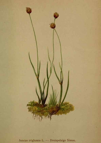 Reproducción/Reproduction 10424481866: Atlas der Alpenflora /. Wien :Eigenthum und Verlag des Deutschen und Oesterr. Alpenvereins,1882.