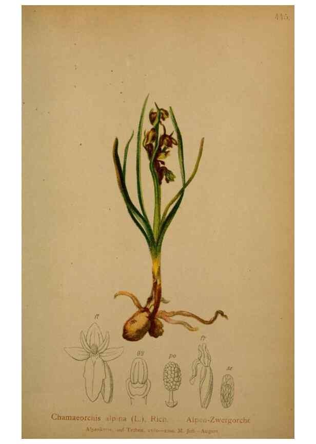 Reproducción/Reproduction 10424415745: Atlas der Alpenflora /. Wien :Eigenthum und Verlag des Deutschen und Oesterr. Alpenvereins,1882.
