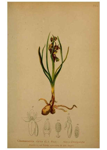 Reproducción/Reproduction 10424415745: Atlas der Alpenflora /. Wien :Eigenthum und Verlag des Deutschen und Oesterr. Alpenvereins,1882.