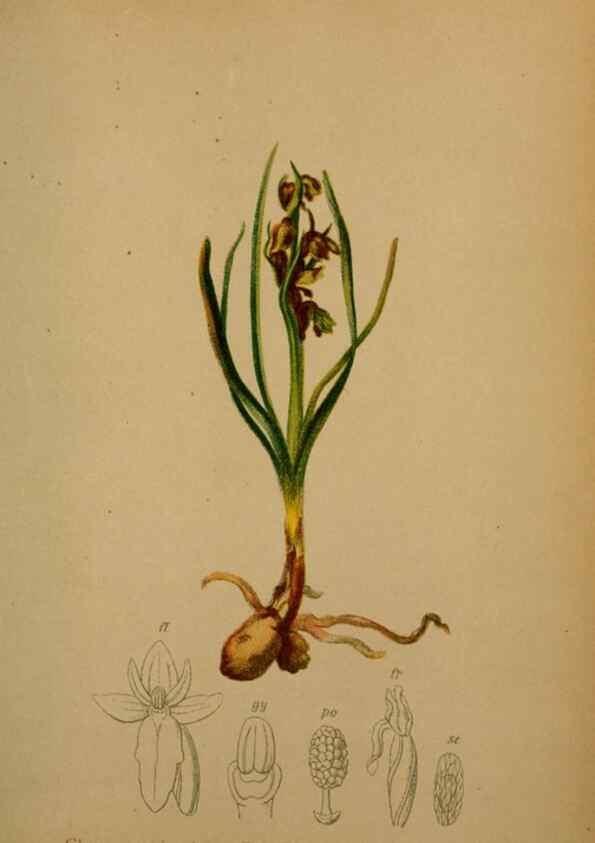 Reproducción/Reproduction 10424415745: Atlas der Alpenflora /. Wien :Eigenthum und Verlag des Deutschen und Oesterr. Alpenvereins,1882.