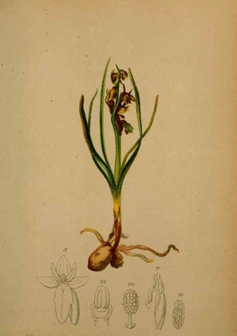 Reproducción/Reproduction 10424415745: Atlas der Alpenflora /. Wien :Eigenthum und Verlag des Deutschen und Oesterr. Alpenvereins,1882.