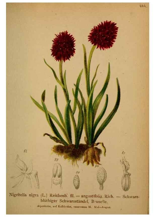Reproducción/Reproduction 10424381764: Atlas der Alpenflora /. Wien :Eigenthum und Verlag des Deutschen und Oesterr. Alpenvereins,1882.