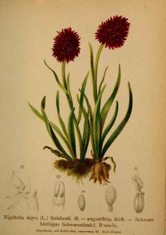 Reproducción/Reproduction 10424381764: Atlas der Alpenflora /. Wien :Eigenthum und Verlag des Deutschen und Oesterr. Alpenvereins,1882.