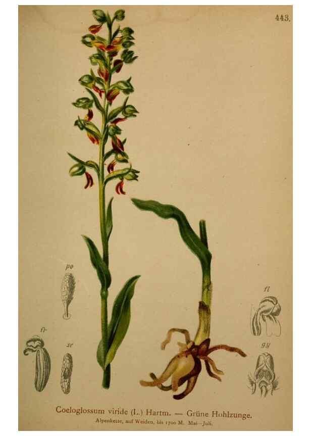 Reproducción/Reproduction 10424543533: Atlas der Alpenflora /. Wien :Eigenthum und Verlag des Deutschen und Oesterr. Alpenvereins,1882.