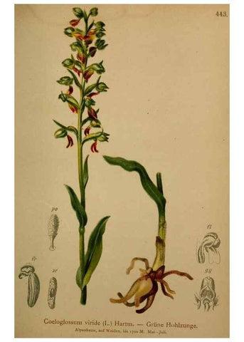Reproducción/Reproduction 10424543533: Atlas der Alpenflora /. Wien :Eigenthum und Verlag des Deutschen und Oesterr. Alpenvereins,1882.
