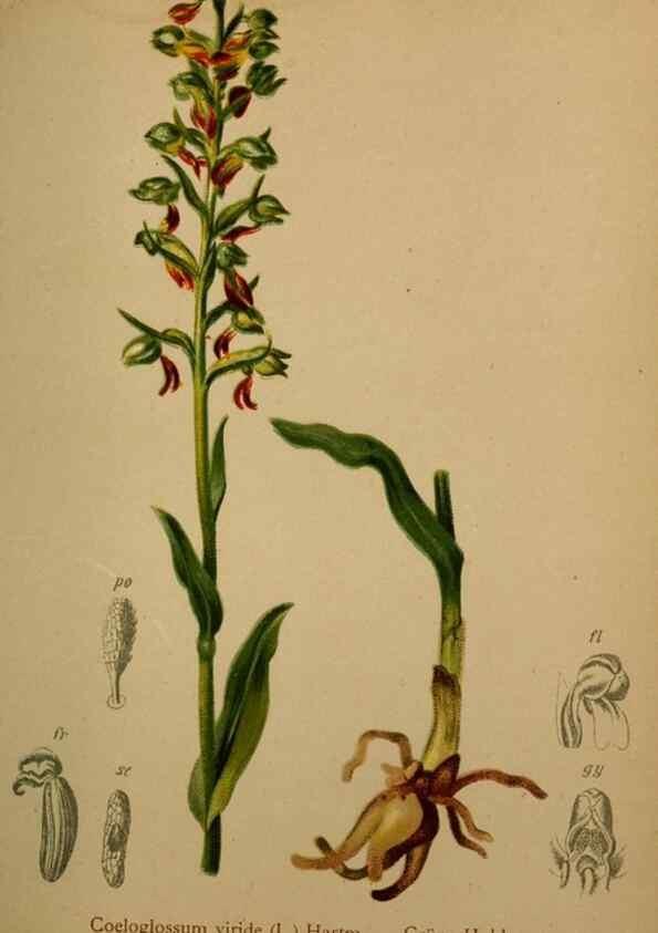 Reproducción/Reproduction 10424543533: Atlas der Alpenflora /. Wien :Eigenthum und Verlag des Deutschen und Oesterr. Alpenvereins,1882.