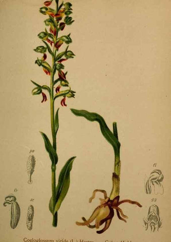 Reproducción/Reproduction 10424543533: Atlas der Alpenflora /. Wien :Eigenthum und Verlag des Deutschen und Oesterr. Alpenvereins,1882.
