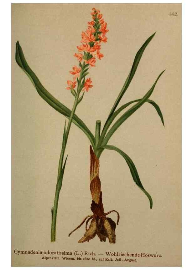 Reproducción/Reproduction 10424374614: Atlas der Alpenflora /. Wien :Eigenthum und Verlag des Deutschen und Oesterr. Alpenvereins,1882.