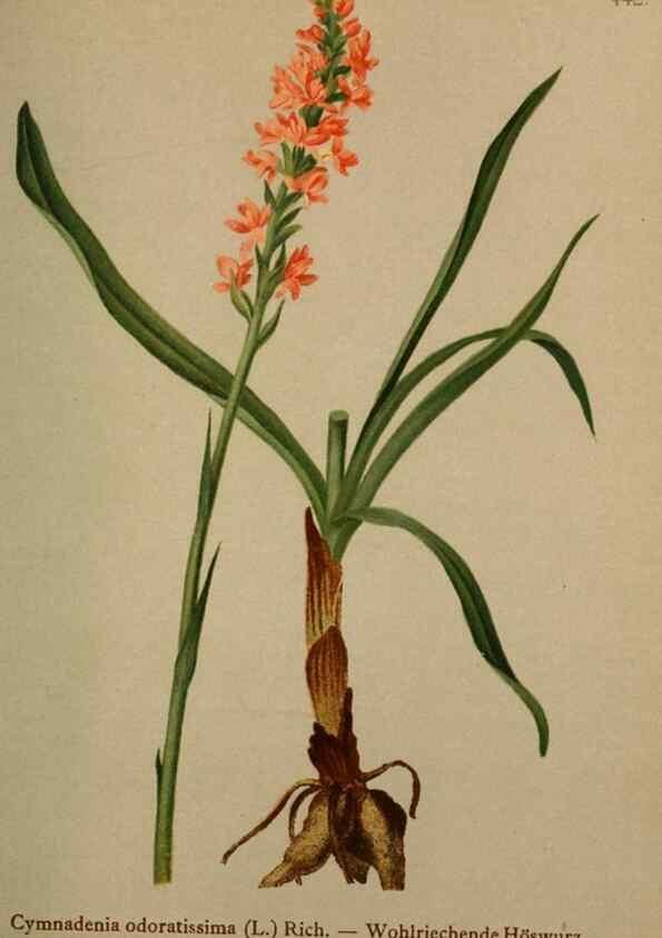 Reproducción/Reproduction 10424374614: Atlas der Alpenflora /. Wien :Eigenthum und Verlag des Deutschen und Oesterr. Alpenvereins,1882.