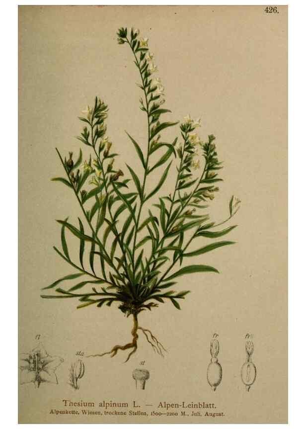Reproducción/Reproduction 10424465073: Atlas der Alpenflora /. Wien :Eigenthum und Verlag des Deutschen und Oesterr. Alpenvereins,1882.