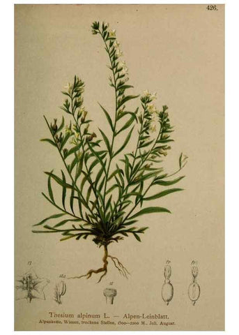 Reproducción/Reproduction 10424465073: Atlas der Alpenflora /. Wien :Eigenthum und Verlag des Deutschen und Oesterr. Alpenvereins,1882.