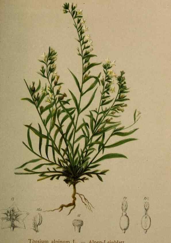 Reproducción/Reproduction 10424465073: Atlas der Alpenflora /. Wien :Eigenthum und Verlag des Deutschen und Oesterr. Alpenvereins,1882.