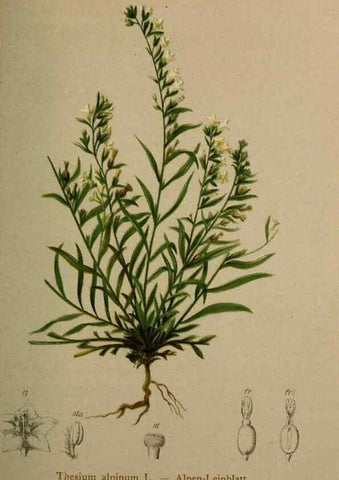 Reproducción/Reproduction 10424465073: Atlas der Alpenflora /. Wien :Eigenthum und Verlag des Deutschen und Oesterr. Alpenvereins,1882.