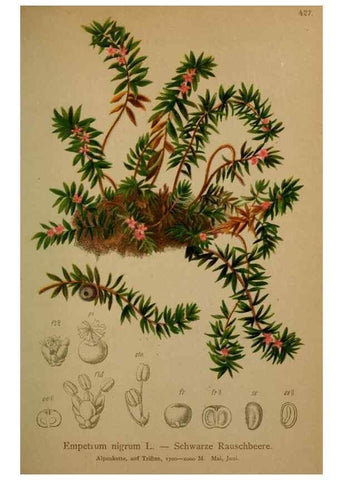 Reproducción/Reproduction 10424470943: Atlas der Alpenflora /. Wien :Eigenthum und Verlag des Deutschen und Oesterr. Alpenvereins,1882.