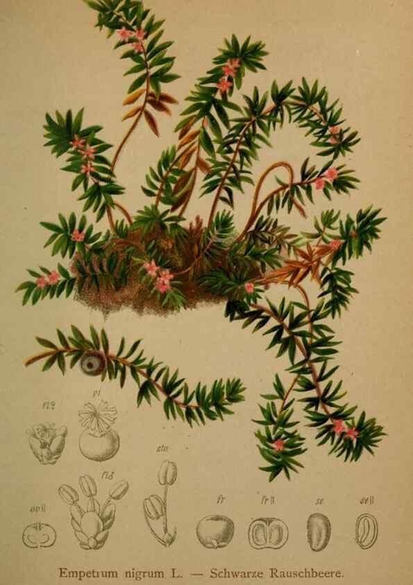 Reproducción/Reproduction 10424470943: Atlas der Alpenflora /. Wien :Eigenthum und Verlag des Deutschen und Oesterr. Alpenvereins,1882.
