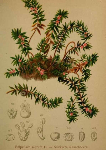 Reproducción/Reproduction 10424470943: Atlas der Alpenflora /. Wien :Eigenthum und Verlag des Deutschen und Oesterr. Alpenvereins,1882.