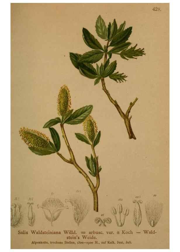 Reproducción/Reproduction 10424344845: Atlas der Alpenflora /. Wien :Eigenthum und Verlag des Deutschen und Oesterr. Alpenvereins,1882.