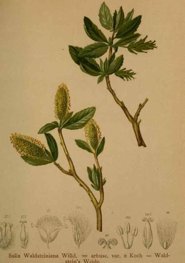 Reproducción/Reproduction 10424344845: Atlas der Alpenflora /. Wien :Eigenthum und Verlag des Deutschen und Oesterr. Alpenvereins,1882.