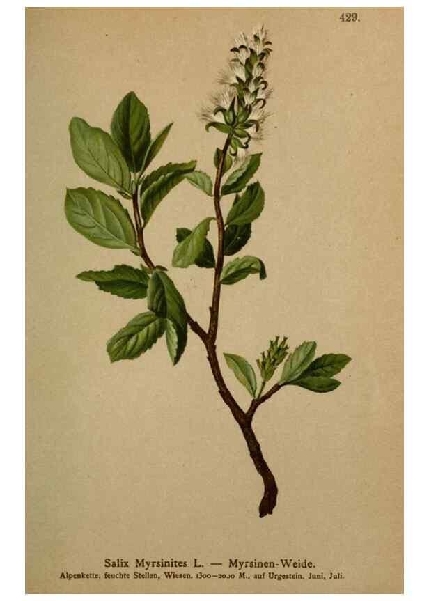 Reproducción/Reproduction 10424349505: Atlas der Alpenflora /. Wien :Eigenthum und Verlag des Deutschen und Oesterr. Alpenvereins,1882.
