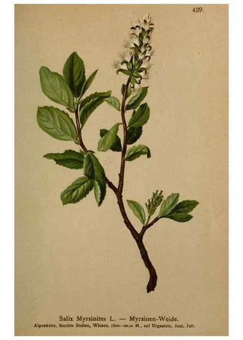 Reproducción/Reproduction 10424349505: Atlas der Alpenflora /. Wien :Eigenthum und Verlag des Deutschen und Oesterr. Alpenvereins,1882.
