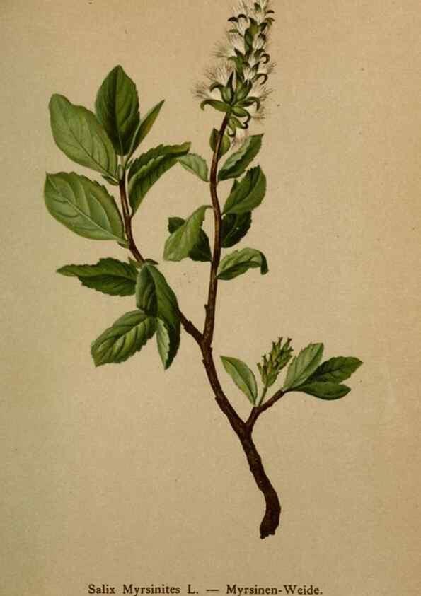 Reproducción/Reproduction 10424349505: Atlas der Alpenflora /. Wien :Eigenthum und Verlag des Deutschen und Oesterr. Alpenvereins,1882.