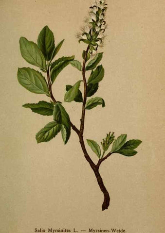 Reproducción/Reproduction 10424349505: Atlas der Alpenflora /. Wien :Eigenthum und Verlag des Deutschen und Oesterr. Alpenvereins,1882.
