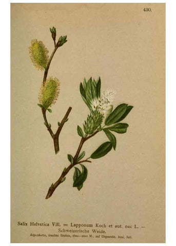 Reproducción/Reproduction 10424352925: Atlas der Alpenflora /. Wien :Eigenthum und Verlag des Deutschen und Oesterr. Alpenvereins,1882.