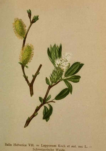 Reproducción/Reproduction 10424352925: Atlas der Alpenflora /. Wien :Eigenthum und Verlag des Deutschen und Oesterr. Alpenvereins,1882.