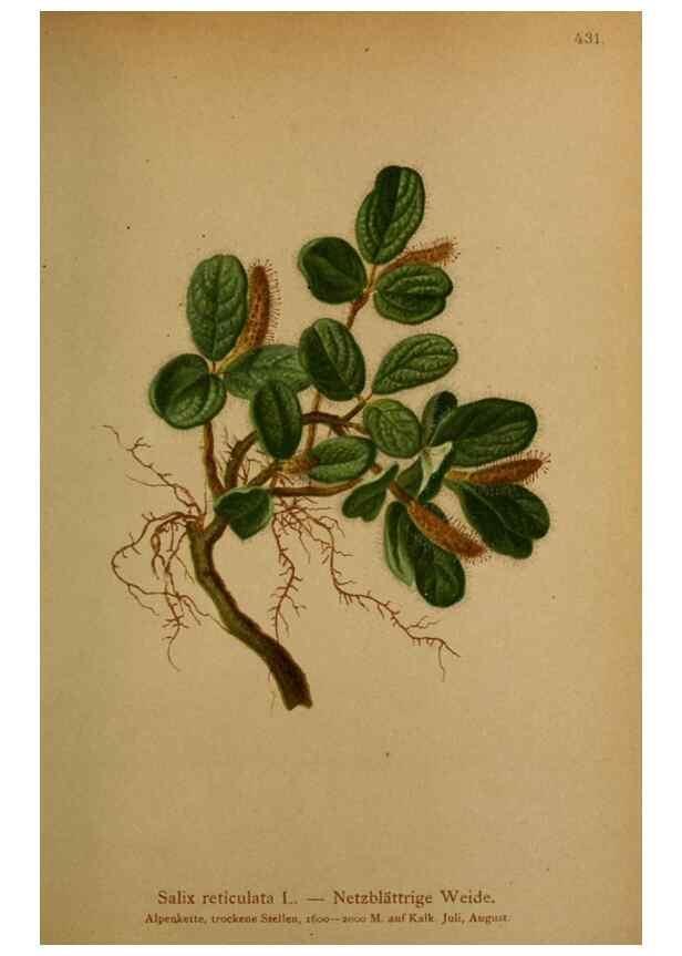 Reproducción/Reproduction 10424346196: Atlas der Alpenflora /. Wien :Eigenthum und Verlag des Deutschen und Oesterr. Alpenvereins,1882.