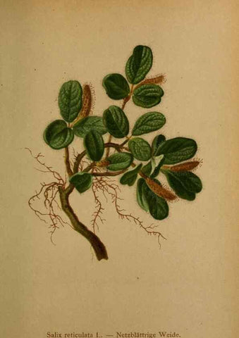 Reproducción/Reproduction 10424346196: Atlas der Alpenflora /. Wien :Eigenthum und Verlag des Deutschen und Oesterr. Alpenvereins,1882.