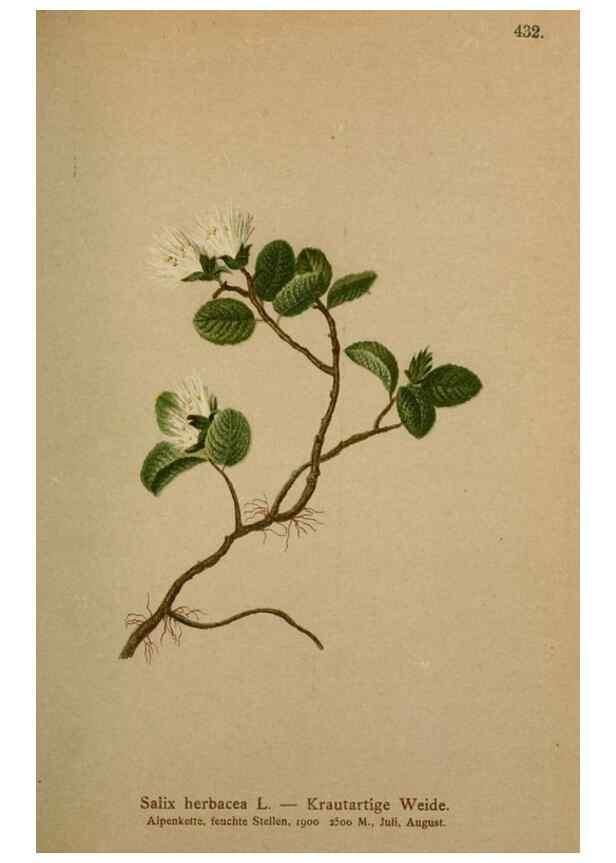 Reproducción/Reproduction 10424360925: Atlas der Alpenflora /. Wien :Eigenthum und Verlag des Deutschen und Oesterr. Alpenvereins,1882.