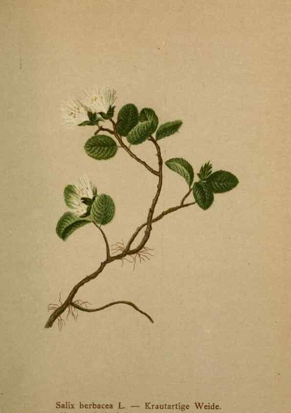 Reproducción/Reproduction 10424360925: Atlas der Alpenflora /. Wien :Eigenthum und Verlag des Deutschen und Oesterr. Alpenvereins,1882.