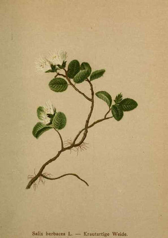 Reproducción/Reproduction 10424360925: Atlas der Alpenflora /. Wien :Eigenthum und Verlag des Deutschen und Oesterr. Alpenvereins,1882.