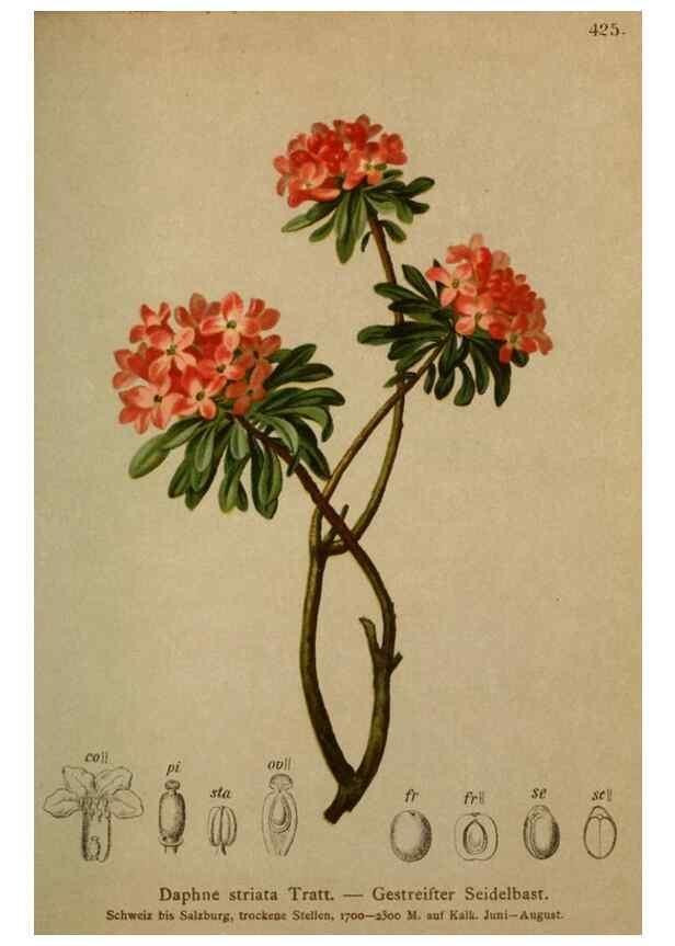Reproducción/Reproduction 10424319935: Atlas der Alpenflora /. Wien :Eigenthum und Verlag des Deutschen und Oesterr. Alpenvereins,1882.