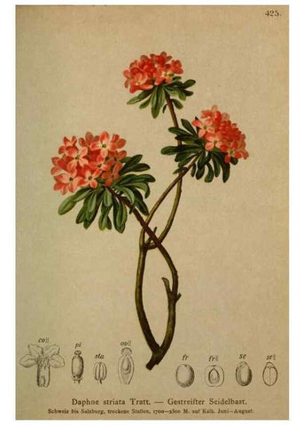 Reproducción/Reproduction 10424319935: Atlas der Alpenflora /. Wien :Eigenthum und Verlag des Deutschen und Oesterr. Alpenvereins,1882.