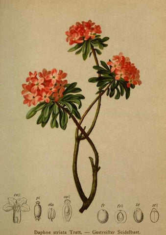 Reproducción/Reproduction 10424319935: Atlas der Alpenflora /. Wien :Eigenthum und Verlag des Deutschen und Oesterr. Alpenvereins,1882.