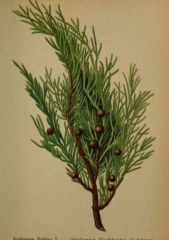 Reproducción/Reproduction 10424343724: Atlas der Alpenflora /. Wien :Eigenthum und Verlag des Deutschen und Oesterr. Alpenvereins,1882.