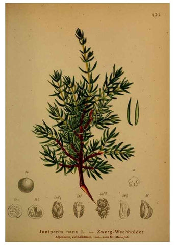 Reproducción/Reproduction 10424366516: Atlas der Alpenflora /. Wien :Eigenthum und Verlag des Deutschen und Oesterr. Alpenvereins,1882.