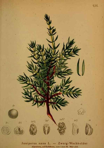Reproducción/Reproduction 10424366516: Atlas der Alpenflora /. Wien :Eigenthum und Verlag des Deutschen und Oesterr. Alpenvereins,1882.