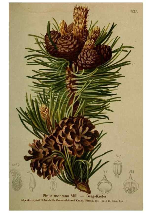 Reproducción/Reproduction 10424351484: Atlas der Alpenflora /. Wien :Eigenthum und Verlag des Deutschen und Oesterr. Alpenvereins,1882.