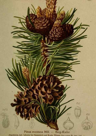 Reproducción/Reproduction 10424351484: Atlas der Alpenflora /. Wien :Eigenthum und Verlag des Deutschen und Oesterr. Alpenvereins,1882.
