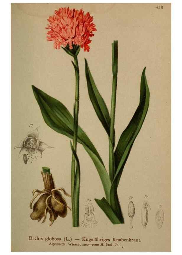 Reproducción/Reproduction 10424520833: Atlas der Alpenflora /. Wien :Eigenthum und Verlag des Deutschen und Oesterr. Alpenvereins,1882.