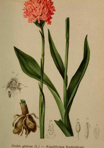 Reproducción/Reproduction 10424520833: Atlas der Alpenflora /. Wien :Eigenthum und Verlag des Deutschen und Oesterr. Alpenvereins,1882.