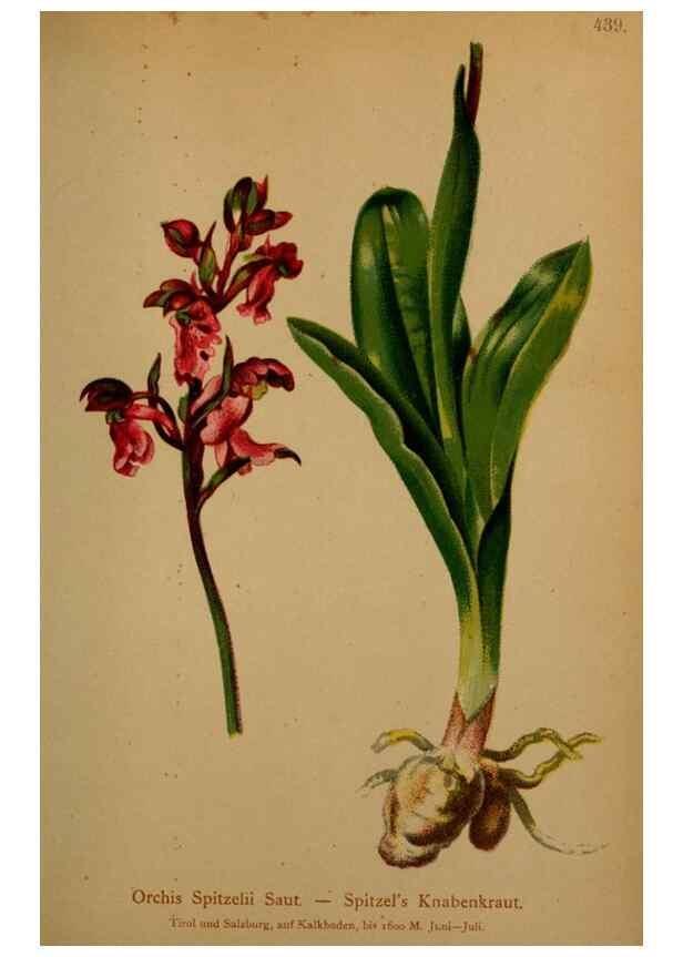 Reproducción/Reproduction 10424392775: Atlas der Alpenflora /. Wien :Eigenthum und Verlag des Deutschen und Oesterr. Alpenvereins,1882.
