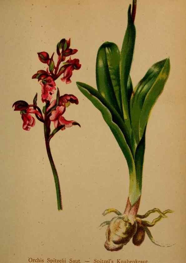 Reproducción/Reproduction 10424392775: Atlas der Alpenflora /. Wien :Eigenthum und Verlag des Deutschen und Oesterr. Alpenvereins,1882.