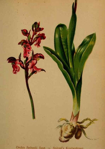 Reproducción/Reproduction 10424392775: Atlas der Alpenflora /. Wien :Eigenthum und Verlag des Deutschen und Oesterr. Alpenvereins,1882.
